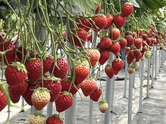 小杉豊農園の写真2