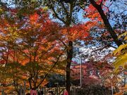 ゆっきーさんの岡崎公園の紅葉の投稿写真2