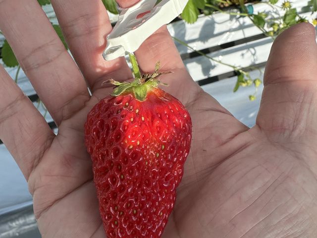 これよりもっと大きないちごがあります_福助ファーム