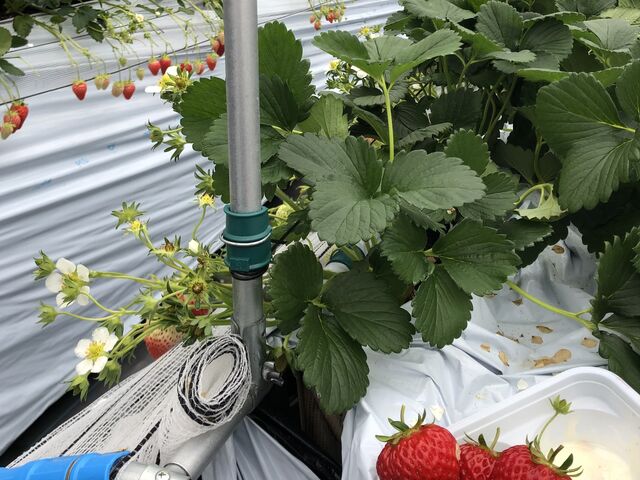 キレイに手入れされていて、ゆっくりできました(^^)_サンブレイズ農園