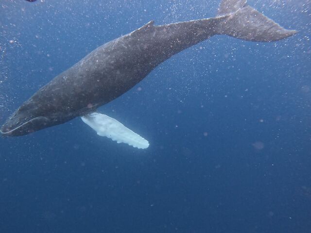 横を通った子クジラ_Y'S DIVE OKINAWA