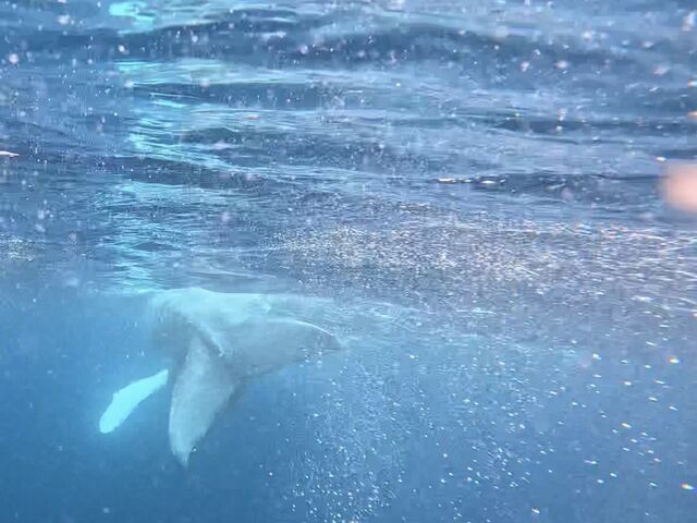 ホエールテールと真っ白なオテテ_Y'S DIVE OKINAWA