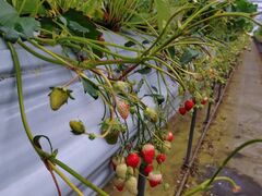 日隈いちご園の写真1