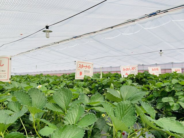 5品種のいちご_湖東こぐま農園