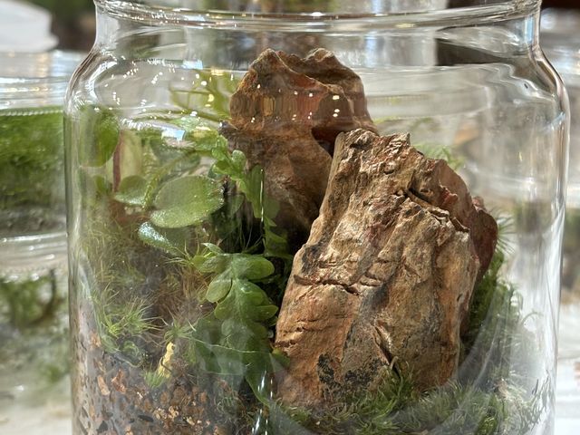 ワークショップで作ったテラリウムです。
他にも、お花も植物も好みの子達ばかり!
かわいい!_花の店いしい