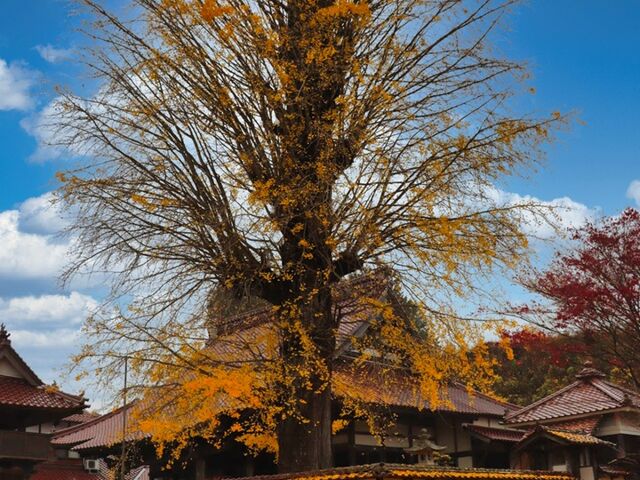 広島県山県郡北広島町 西教寺_西教寺