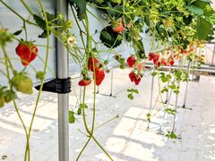 明城ファームの写真2