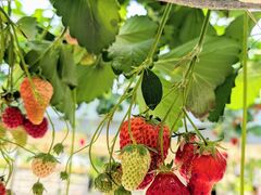 明城ファームの写真3