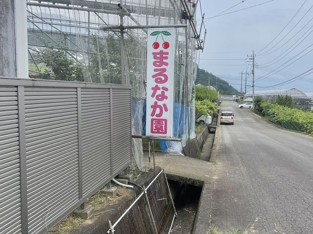 事前予約で11:00頃に行きました。取れるさくらんぼはありませんでした。事前に伝えられず残念でした。_まるなかさくらんぼ狩り園