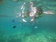 ちぃさんのマリンラグーンの投稿写真2