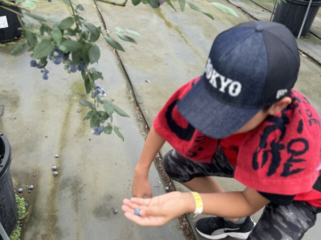 通路も広く、お客さんも多くなかったので回りながらゆっくり選んで食べれました。_大阿蘇ブルーベリー園アソブル