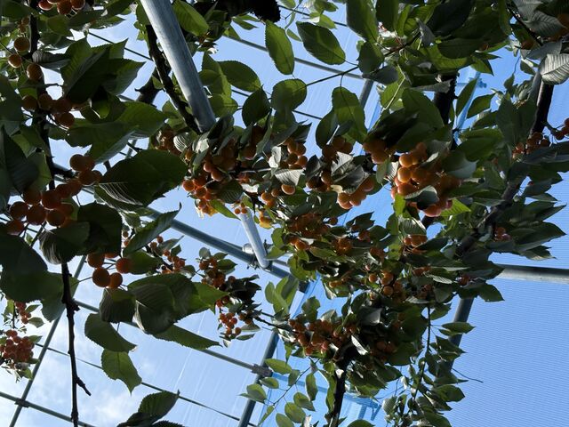 さくらんぼ_元祖 天童観光果樹園