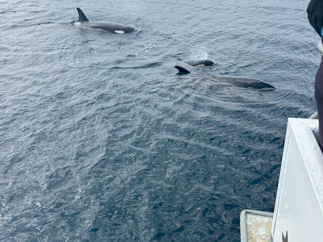 家族で移動_(有)丸は宝来水産ゴジラ岩観光知床半島ラウスクルーズ