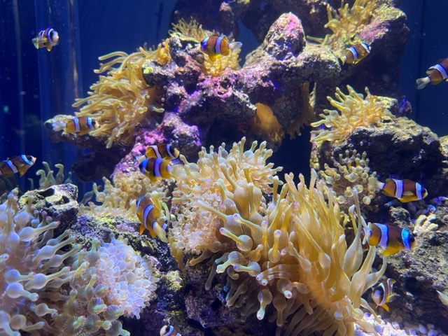 水槽レイアウトも美しかったです!_スマートアクアリウム静岡