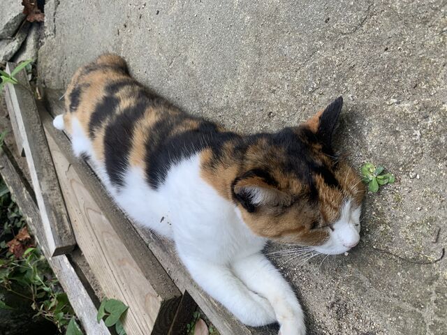 夏は虫に注意_猫の細道