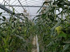 鈴木農園の写真2