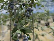 かなさんの大阿蘇ブルーベリー園アソブルの投稿写真1