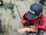 かなさんの大阿蘇ブルーベリー園アソブルの投稿写真2