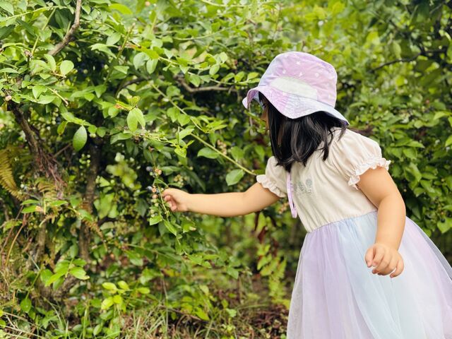 簡単に取れました_OKB農場 Berry's farm 池田