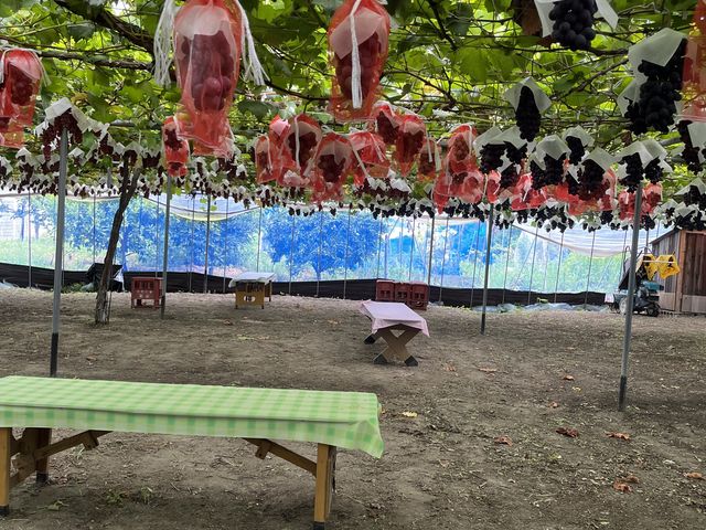 休憩所とぶどう棚。網がけぶどうは収穫対象外_西尾農園(柏原市観光ぶどうセンター太平寺支部)