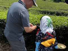 ヤマタカ櫻井製茶「富士山Teaパーク」の写真2