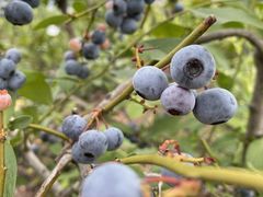 ワイワイブルーベリーの写真1