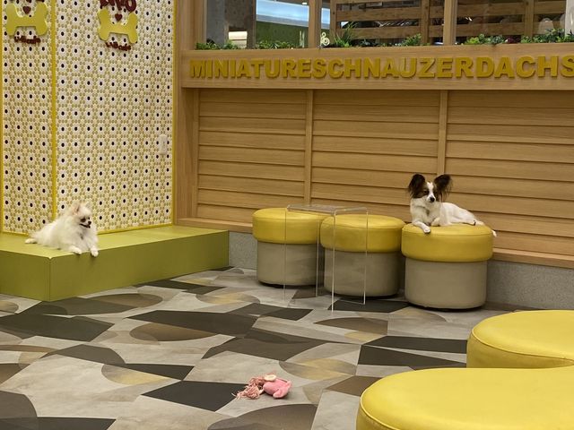 ぴょんちゃんとプールちゃん_いぬカフェRio 佐賀店