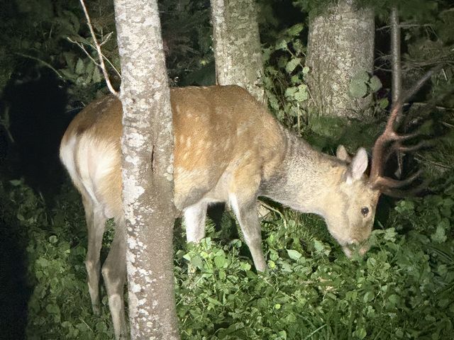 雄シカです。写真がどうしても横にアップされてしまう…_ピッキオ 知床