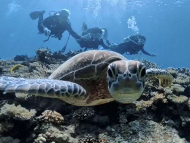 インストラクターさんによる海ガメと私達家族の動画の一部です。
ベストショット撮れました!_ダイビングチーム あなたの清