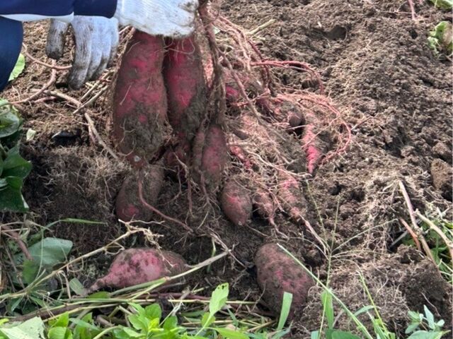 掘れたお芋_なめりかわ丘の上農園