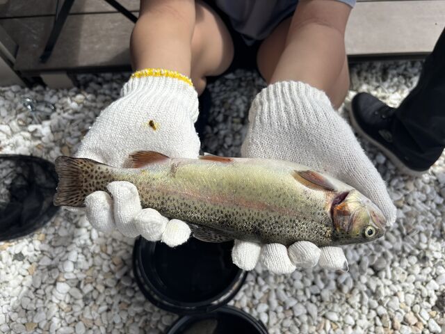 初のお魚触った息子_龍王峡つりガーデン