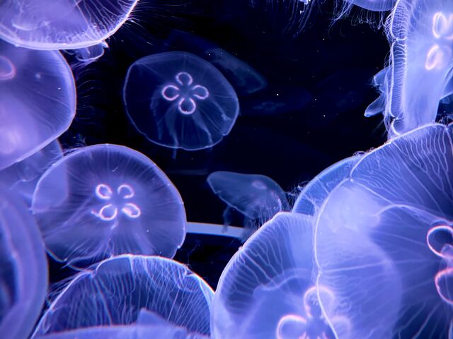 四葉のミズクラゲ です。_四国水族館