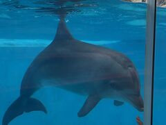 下田海中水族館の写真2