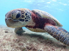 宮古島マリンショップSmileyの写真1