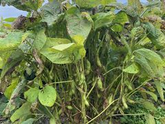 ジュリカファーム淡河農園の写真1