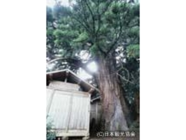 弥陀の杉と戒石銘の写真1