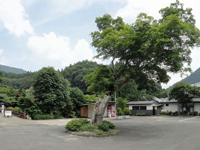 木ノ葉化石園