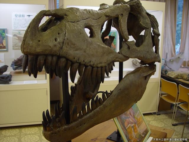 御所浦白亜紀資料館展示室の恐竜化石_御所浦白亜紀資料館
