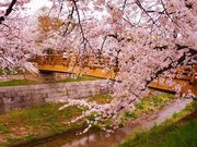 岡崎城の写真4