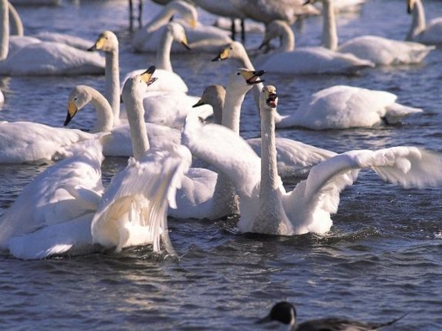 日本野鳥の会 ウトナイ湖サンクチュアリ 「ネイチャーセンター」