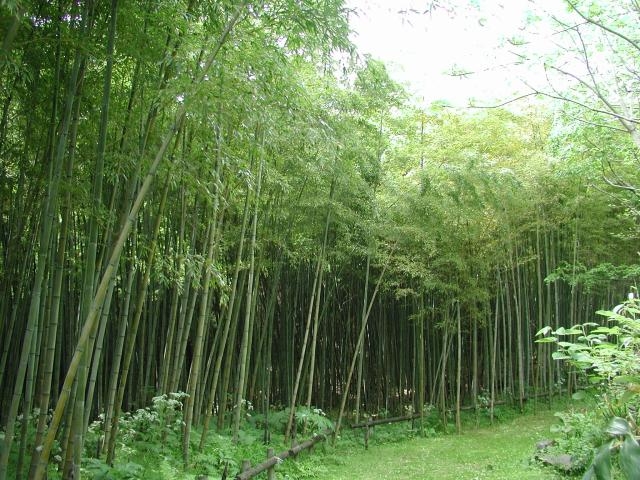 孟宗竹林