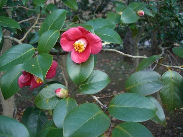 松前町椿園