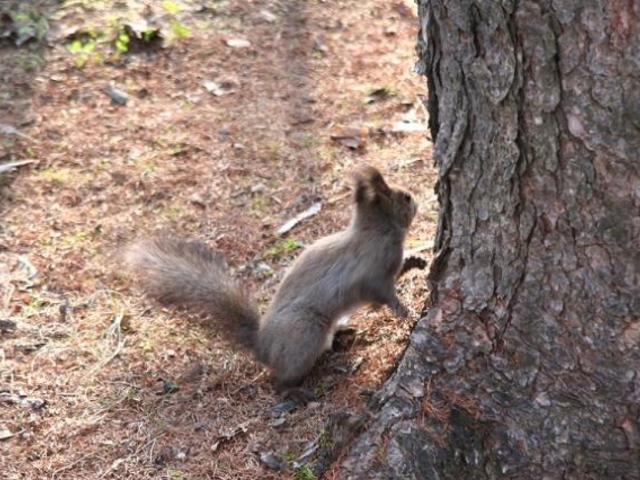 中富良野森林公園