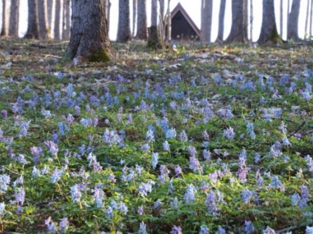 中富良野森林公園