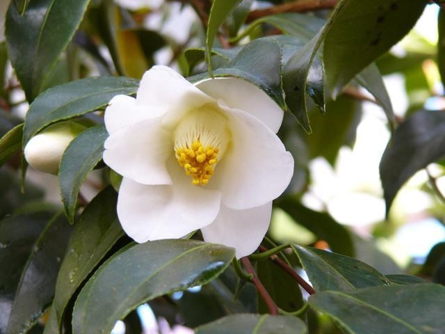世界の椿館・碁石