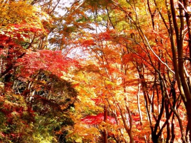 小木津山自然公園の写真1