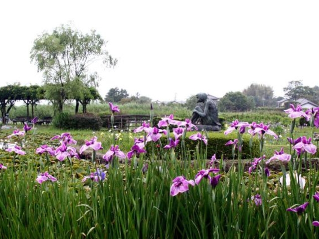 牛久市観光アヤメ園_牛久市観光アヤメ園