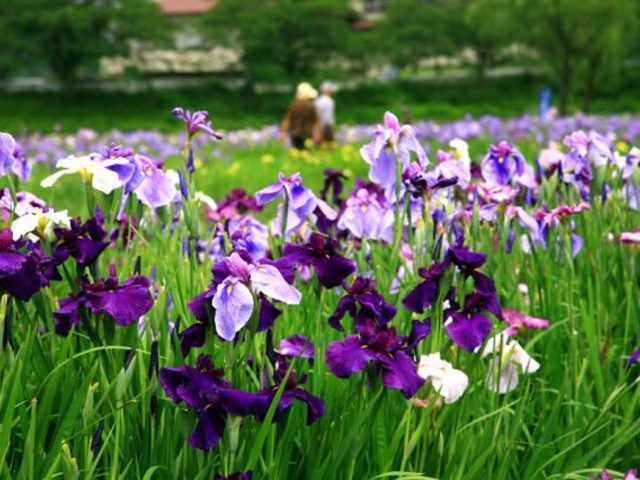 牛久市観光アヤメ園_牛久市観光アヤメ園