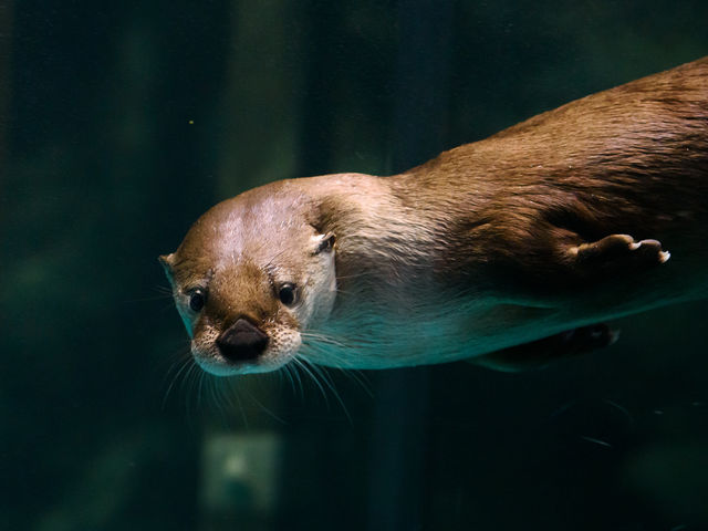 カナダカワウソ_アクアワールド茨城県大洗水族館