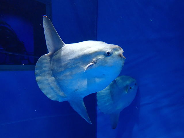 マンボウ_アクアワールド茨城県大洗水族館